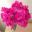 Lathyrus odoratus - a beautiful bunch of Pink Sweet Pea flowers